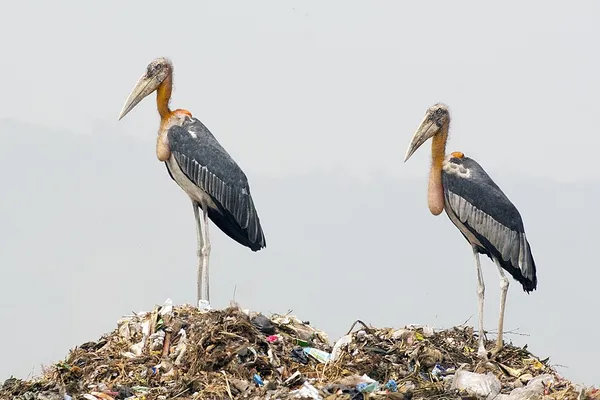 Greater adjutant