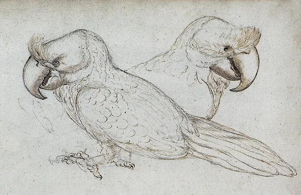 Broad-billed parrot