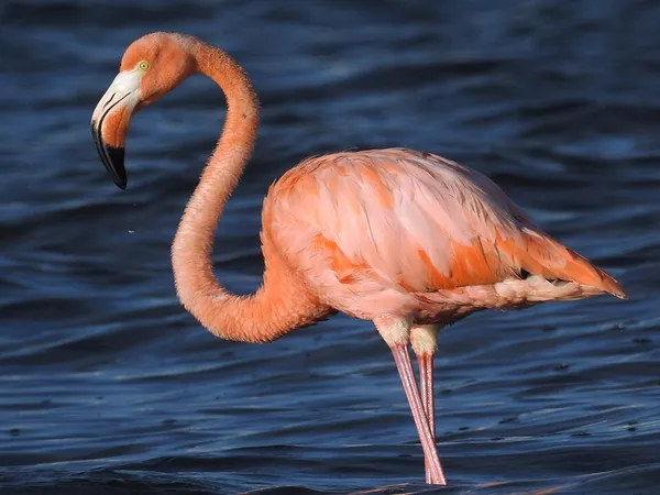 American flamingo