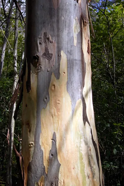 Blue Gum Swamp