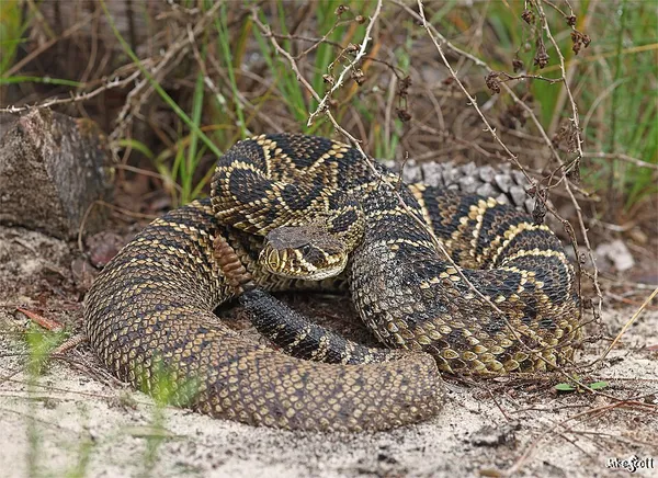 Eastern diamondback rattlesnake