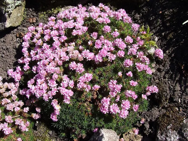 Armeria humilis