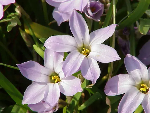Ipheion