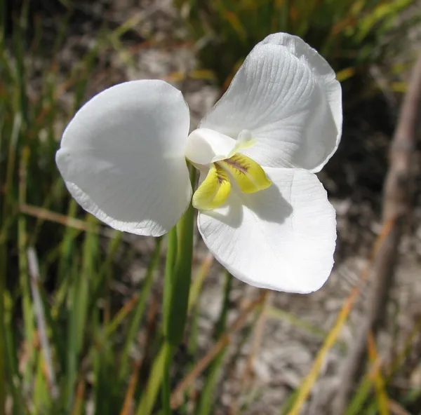 Diplarrena