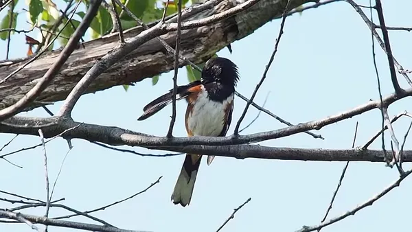 Bird vocalization