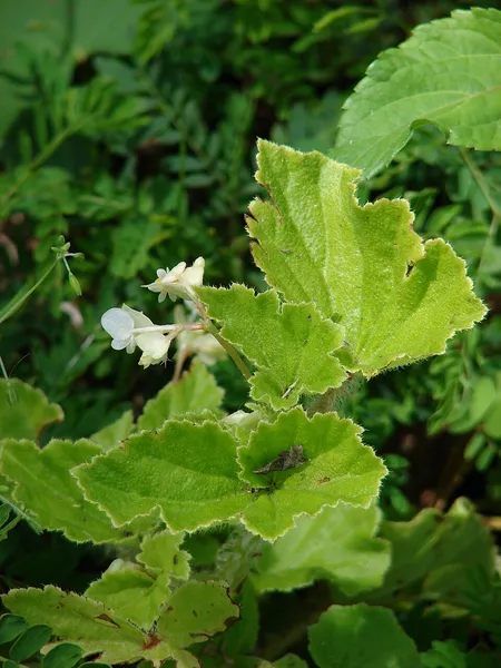 Begoniaceae