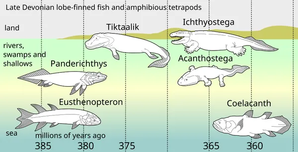 Evolution of tetrapods