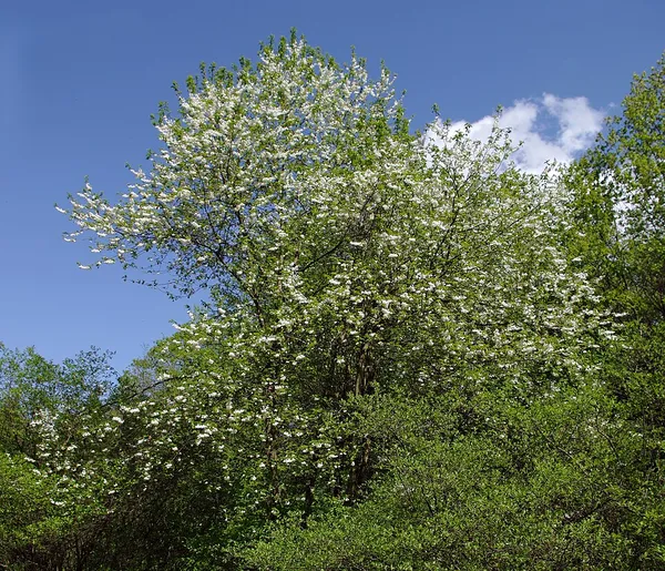 Halesia monticola