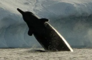 Berardius
