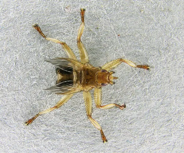 Hippoboscidae