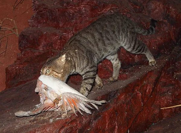 Cats in Australia