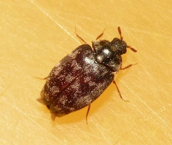 Anthrenocerus australis