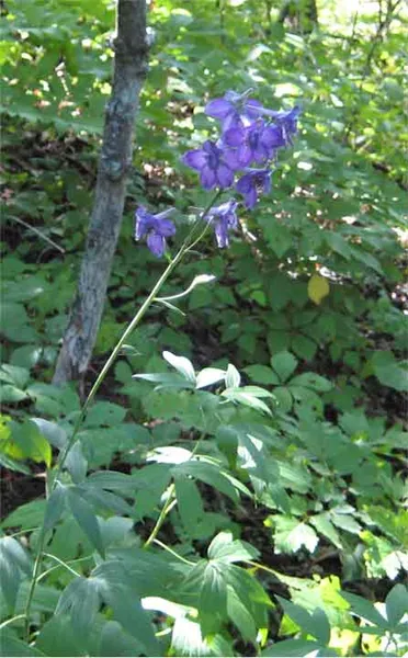 Delphinium exaltatum