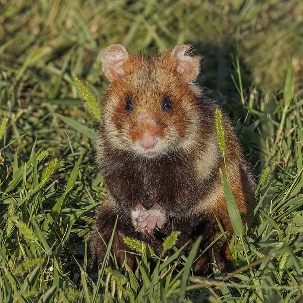 European hamster
