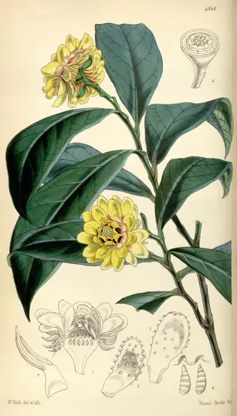 Eupomatia