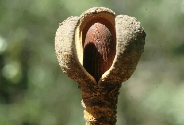Hydnoroideae
