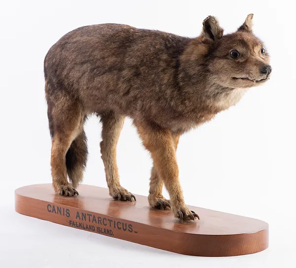 Falkland Islands wolf