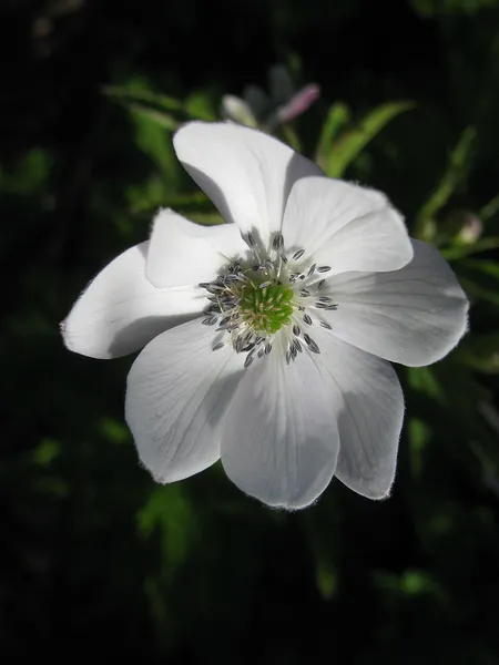 Eriocapitella rivularis