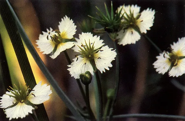 Damasonium