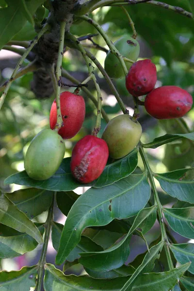 Harpephyllum