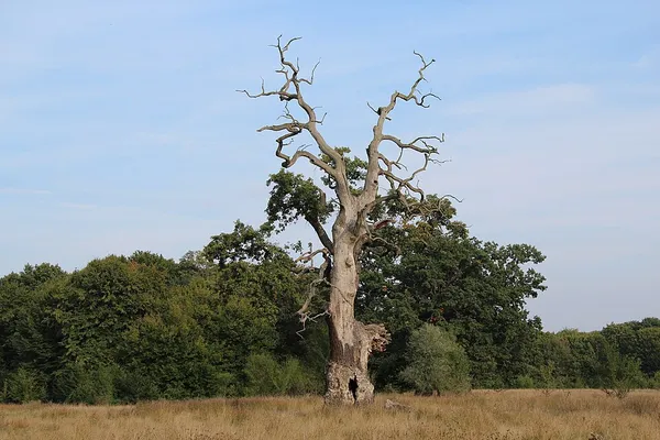 Breite Oak Tree Reserve