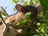 Eastern woodrat