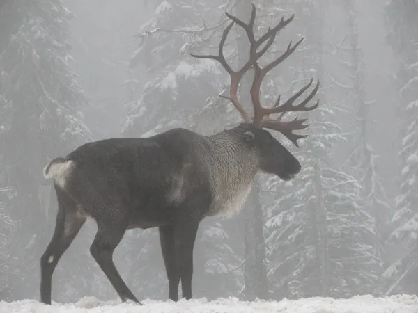 Boreal woodland caribou