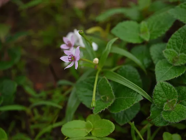 Iphigenia (plant)