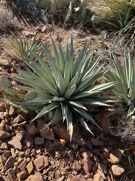 Agave gracilipes