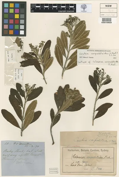 Corokia carpodetoides