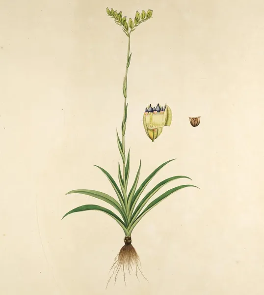 Burmannia (plant)