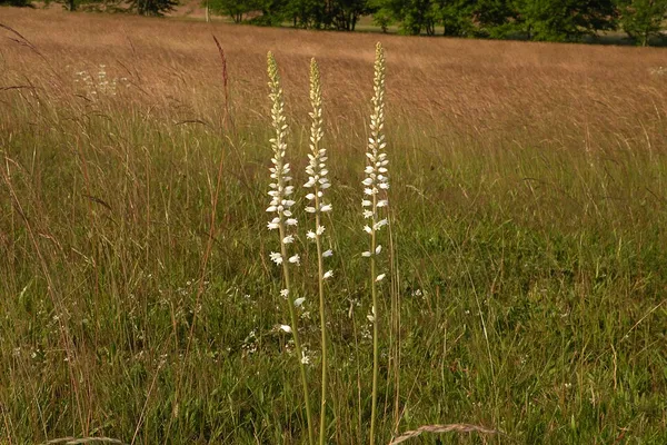 Aletris farinosa