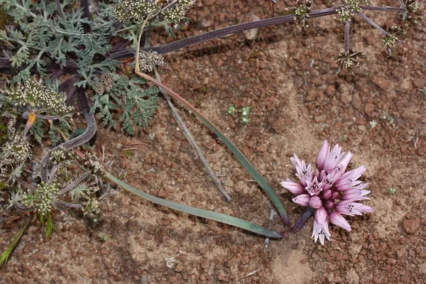 Allium robinsonii