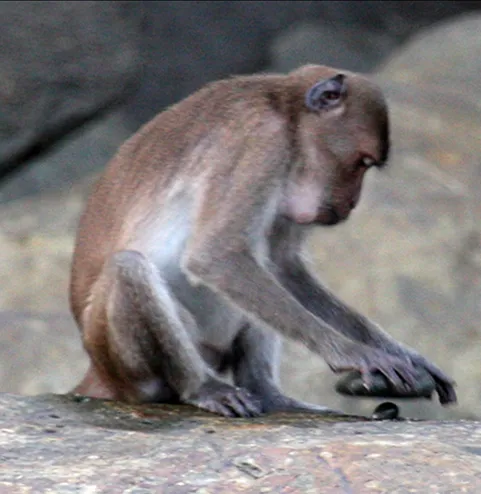 Animal cognition