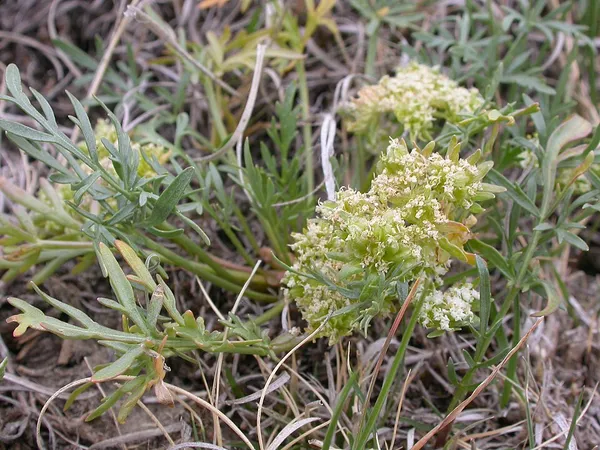 Cymopterus glomeratus