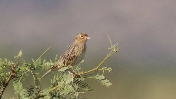 Grasshopper sparrow