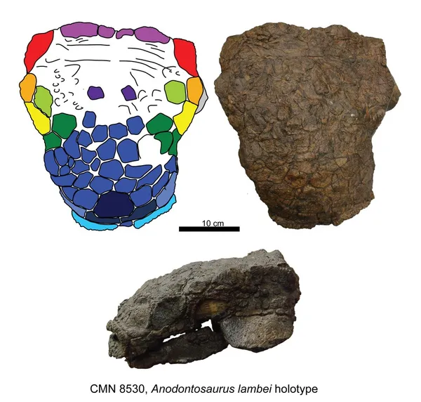 Anodontosaurus