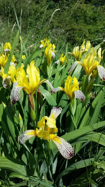 Iris variegata