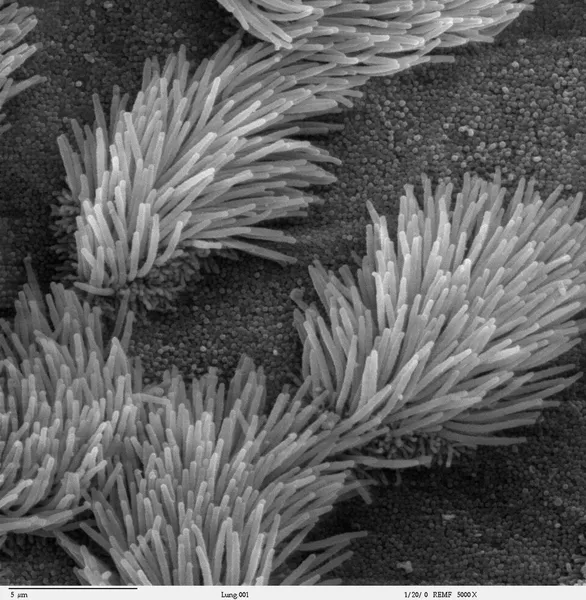 Cilium
