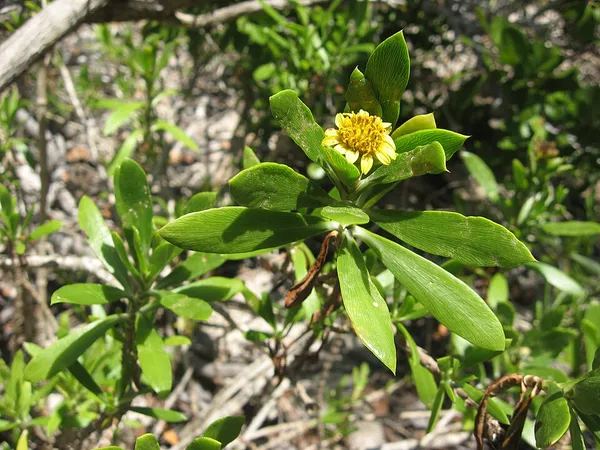 Borrichia arborescens