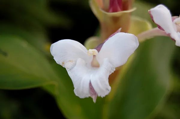 Curcuma glauca