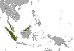 Dayak fruit bat