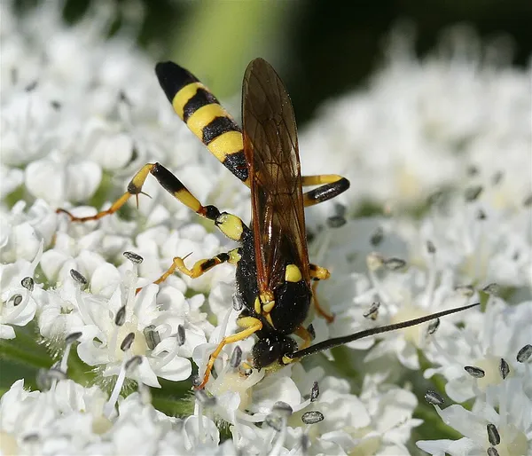 Ichneumonidae