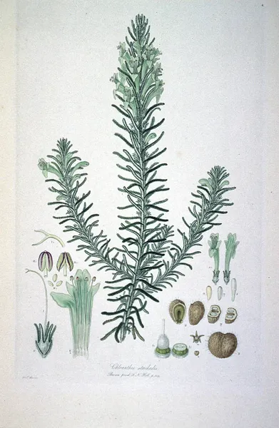 Chloanthes