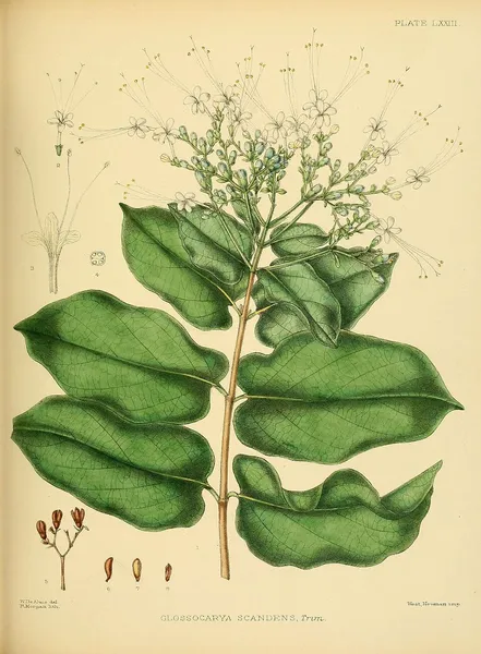 Glossocarya