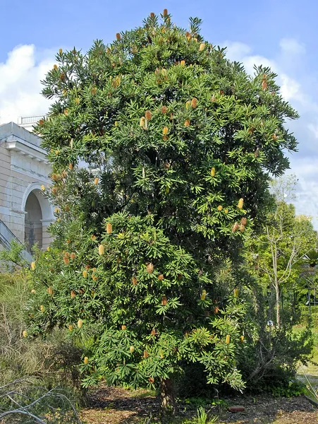 Banksia serrata