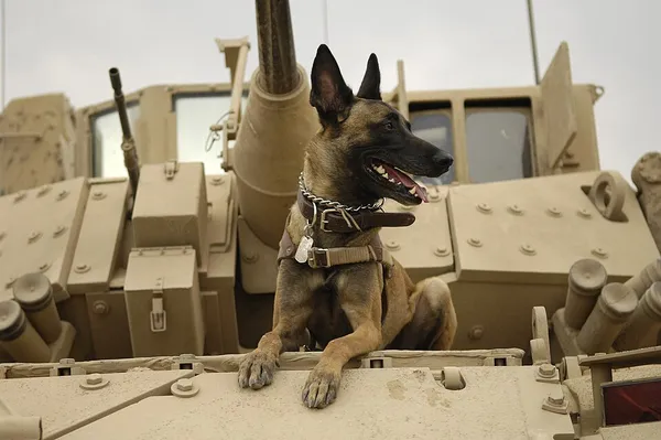 Dogs in warfare