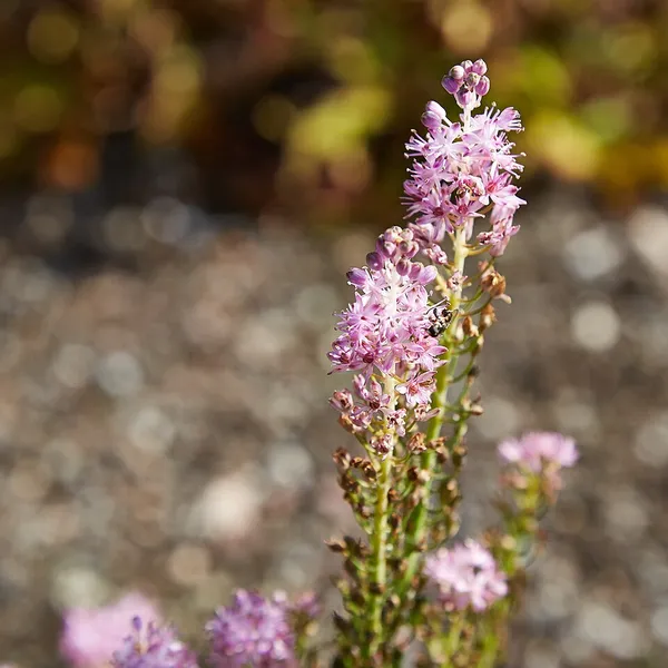 Barnardia japonica