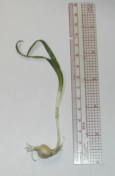 Allium anceps