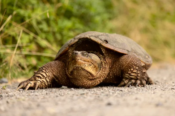 Common snapping turtle